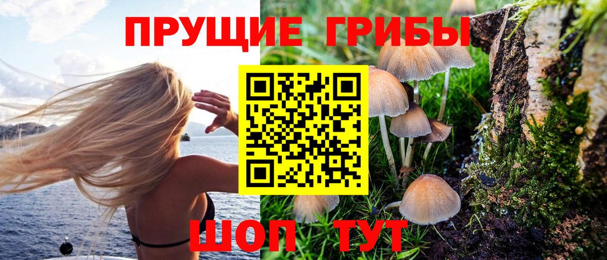 где купить наркоту  Вход с VPN  Карасук  Псилоцибиновые грибы Psilocybe 